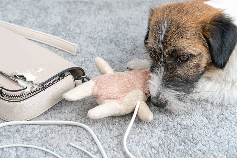 Prevent Pets From Chewing on Electrical Cords