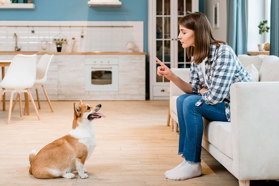 Training can Prevent Pets From Chewing on Electrical Cords